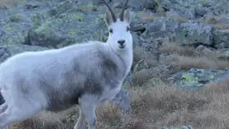 Symbol Tatrzańskiego Parku Narodowego: Kozica tatrzańska i jej znaczenie