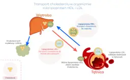 Schemat transportu cholesterolu: HDL przenosi do wątroby, LDL do tkanek. Dieta keto a cholesterol – jak wpływa na tętnice?