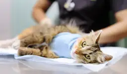 Jak zabrać dzikiego kota do weterynarza bez stresu i bólu