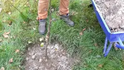 Jaki nawóz pod drzewka owocowe jesienią, aby uniknąć słabych plonów?