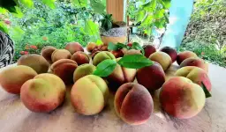 Kiedy jest sezon na brzoskwinie? Sprawdź, kiedy je kupić świeże