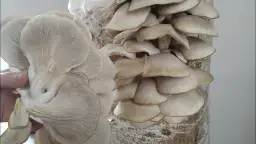 Jak uprawiać boczniaka: proste sposoby na obfite zbiory w domu