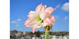 Jak uprawiać amarylisa: proste sposoby na piękne kwiaty w domu