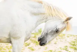 Czy konie śpią na stojąco? Odkryj zaskakujące fakty o ich snach