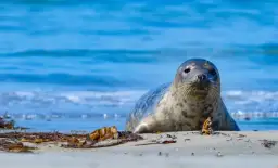 Jaka woda jest w Bałtyku? Zaskakujące fakty o jej jakości i zasoleniu