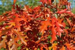 Quercus Short: Karłowate Dęby - Miniaturowy Urok dla Ogrodu