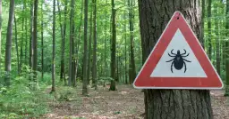 Kleszcze nie spadają z drzew! Gdzie ich szukać i jak się chronić?