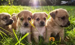 Kiedy szczeniaki otwierają oczy? Ekspert radzi, jak dbać o wzrok.