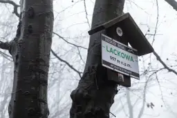 Tabliczka na drzewie w Beskidzie Niskim informuje o szczycie Lackowa (997 m n.p.m.). Mglisty las tworzy atmosferę jak na lackowa ściana płaczu.