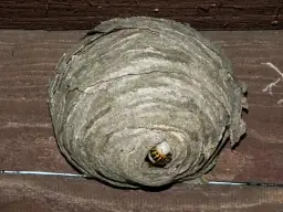 Jak wygląda gniazdo os? Opis, zdjęcia i informacje o budowie gniazd