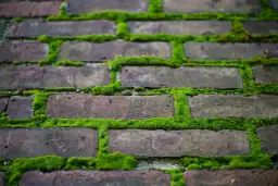 Zbliżenie na ceglaną ścianę, gdzie mech tworzy zielone wzory w fugach. Widać, że czyszczenie kostki brukowej z mchu to wyzwanie.