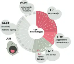 Ile trwa owulacja? Poznaj kluczowe 24h i całe okno płodności
