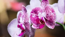 Jak uprawiać storczyki: 7 najczęstszych błędów, które warto unikać