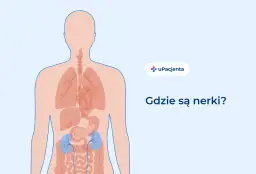 Ilustracja anatomiczna człowieka z zaznaczonymi nerkami, płucami i sercem.