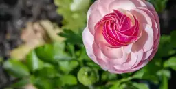 Czy jaskier zimuje w gruncie i jak go chronić przed mrozem - poradnik