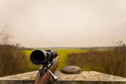 Karabin z lunetą na drewnianym blacie. Czy myśliwy może się urlopować, gdy czeka go takie pole?