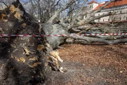 Czy można wbijać gwoździe w drzewo? Poznaj skutki i zagrożenia