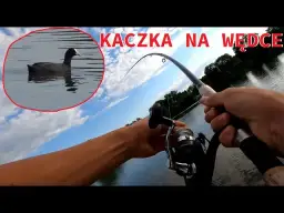 Przynęta kaczka - jak skutecznie łowić ryby i uniknąć porażek