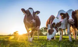 Hodowla bydła mlecznego jak zacząć – uniknij najczęstszych błędów