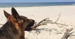 Gdzie na spacer z psem w Pomorskiem? Odkryj najlepsze miejsca