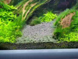 Ile NO3 w akwarium? Jak uniknąć problemów z roślinami i glonami