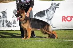 Ile waży szczeniak owczarka niemieckiego? Normy wagi i porady dla zdrowia psa