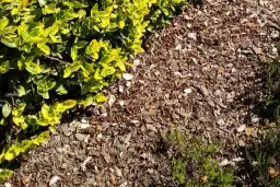 Czy kora zakwasza glebę? Sprawdź, jak wpływa na rośliny kwasolubne