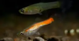 Gupik jaka temperatura wody – unikaj błędów w hodowli ryb