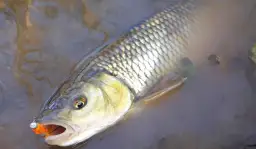 Skuteczne przynęty na jazia spinning w różnych warunkach wodnych