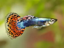 Gdzie kupić rybki akwariowe? Najlepsze miejsca i porady zakupowe