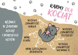 Jakie karmy są najlepsze dla kociąt: suche i mokre opcje żywieniowe