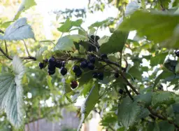 Naturalne nawozy do porzeczek: 5 skutecznych metod nawożenia