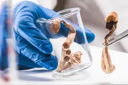 Grzyby halucynogenne: Jak działają na mózg? Psylocybina, terapia i ryzyko