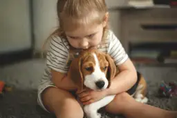 Mała dziewczynka tuli szczeniaka beagle.