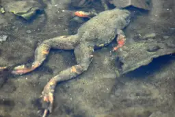 Jak zimują żaby? Odkryj ich niezwykłe przystosowania do zimy