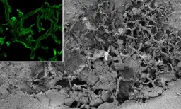 Fascynujący świat grzyba pod mikroskopem - poznaj tajemnice budowy grzybów