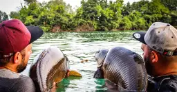 Wie sehen Karpfen aus? Faszinierende Merkmale und Farben enthüllt