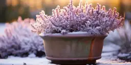 Jak przezimować wrzosy w ogrodzie: 7 skutecznych sposobów