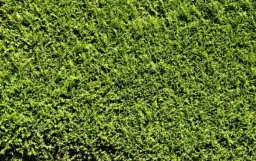 Co zamiast tui w ogrodzie? Oto najlepsze rośliny do wyboru