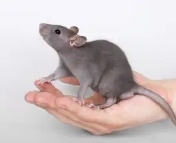 Sny o szczurach: odkryj ich znaczenie w senniku i emocje