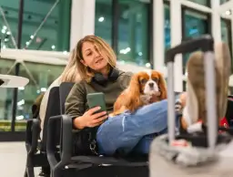 Jak przewieźć psa do UK: uniknij problemów i kosztów transportu