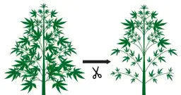 Defoliacja Marihuany: Kiedy i Jak Usuwać Liście dla Większych Plonów