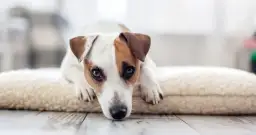 Ile pies ma lat na psie lata? Zaskakujące fakty o starzeniu się psów