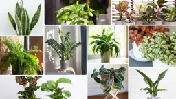 Rośliny do cienia: TOP gatunki, które ożywią każde wnętrze