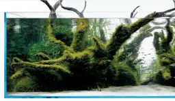 Dlaczego rośliny w akwarium nie rosną? 5 najczęstszych przyczyn i rozwiązania