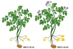 Jak kwitną ziemniaki i co wpływa na ich plony w uprawie?