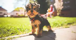 Jak wytresować yorka skutecznie: kompletny poradnik od podstaw i rady eksperta