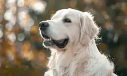 Ile ruchu potrzebuje Golden Retriever? Pełny poradnik dla opiekuna