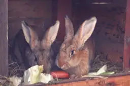 Czy hodowla królików się opłaca? Sprawdź koszty i zyski hodowli