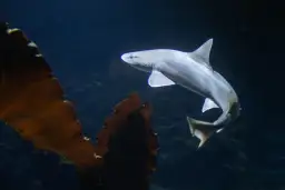 Rekiny w oceanarium Gdynia - co warto zobaczyć i doświadczyć